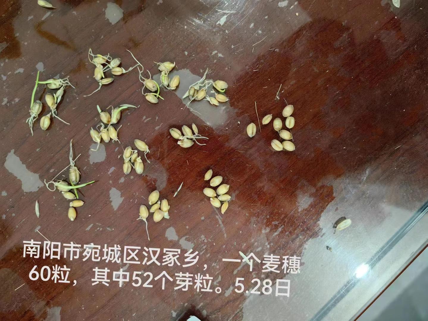 “中原粮仓”小麦陷“抢收之困” 2亿元烘干资金能否让小麦颗粒